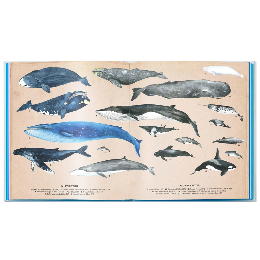 Ballenas. Vida secreta
