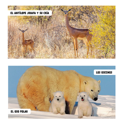 Bebés animales (cartoné)